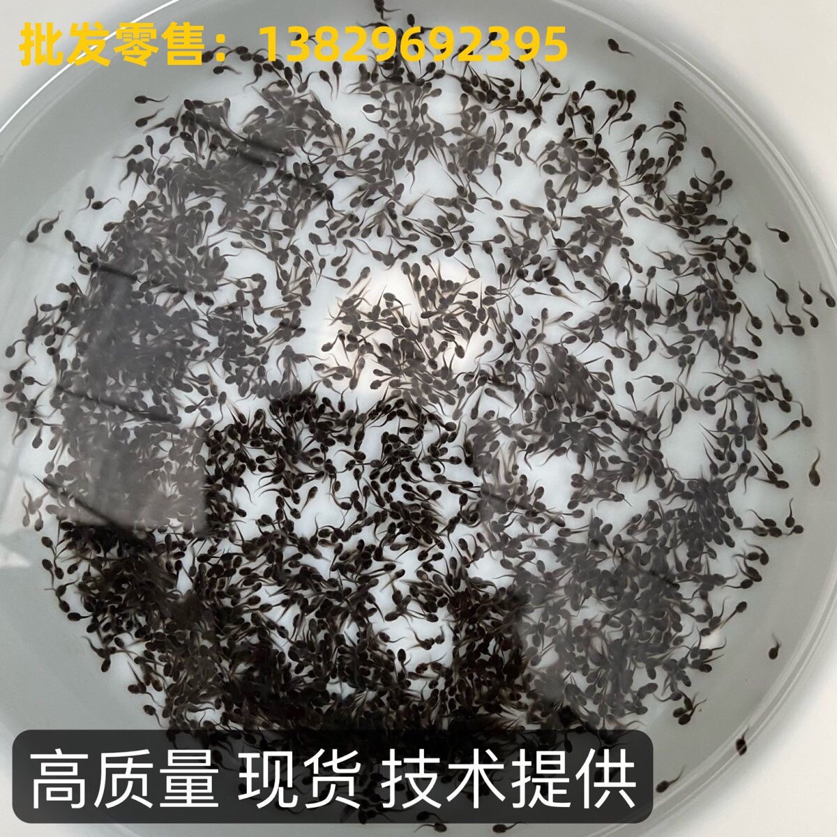 小蝌蚪活体青蛙蝌蚪牛蛙蝌蚪苗送饲料包活儿童养殖观察水族宠物-图1