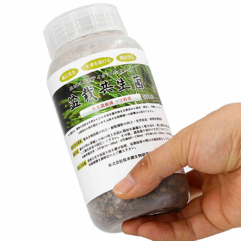 日本进口松树盆景盆栽外生菌根菌共生菌黑松红松五叶松五针松杜松,淘宝优惠券,粉丝福利购,淘宝优惠卷