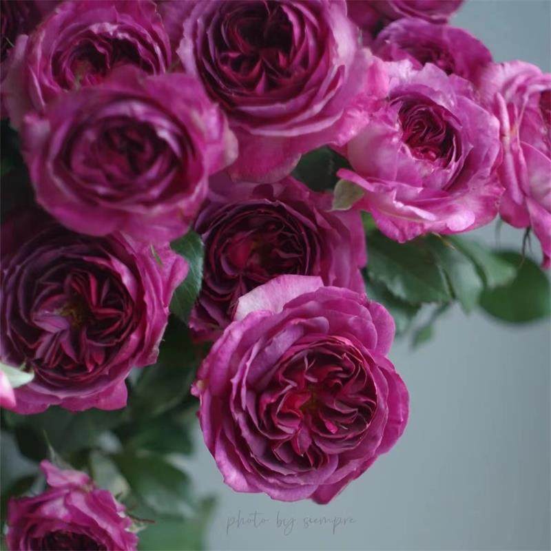 新品月季蓝莓蛋糕戴尔巴德灌木盆栽小苗,淘宝优惠券,粉丝福利购,淘宝优惠卷