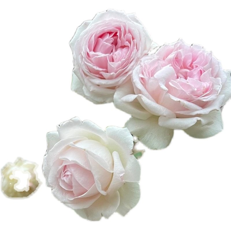 婚礼盒月季伊芙血统粉嫩系列灌木盆栽,淘宝优惠券,粉丝福利购,淘宝优惠卷