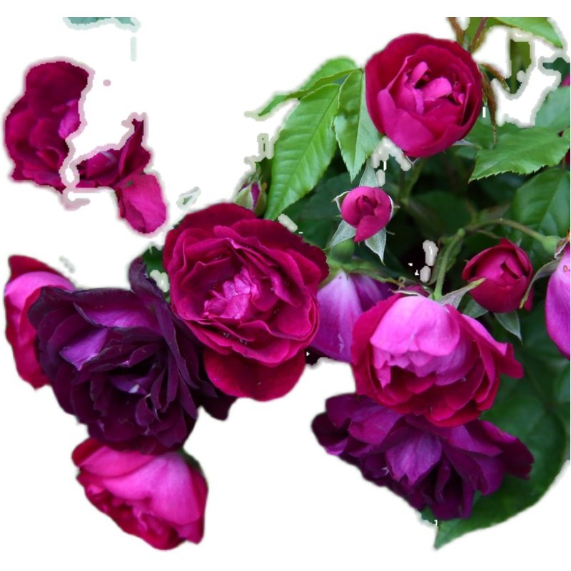 二师兄藤本月季雀之舞丰花无刺少刺多季开花深紫红色多头群开,淘宝优惠券,粉丝福利购,淘宝优惠卷