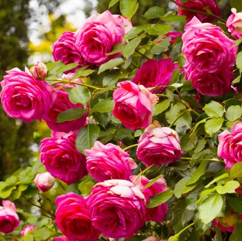 深粉龙沙宝石红粉佳人经典藤本月季盆栽苗庭院阳台花园观赏主力,淘宝优惠券,粉丝福利购,淘宝优惠卷