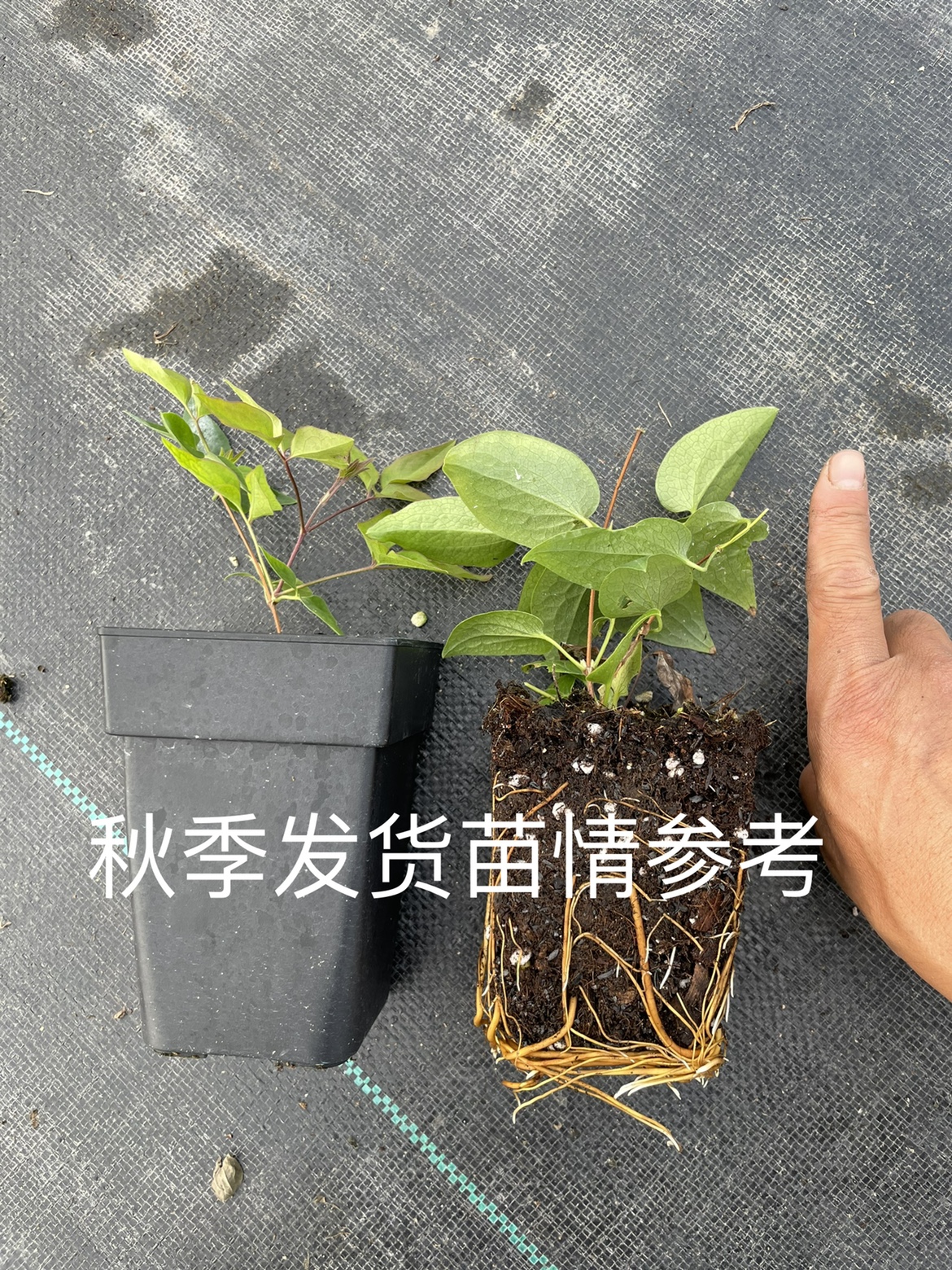 二师兄的彩花涧铁线莲F系P9盆栽苗四季庭院花园爬藤花卉杭州基地 - 图2