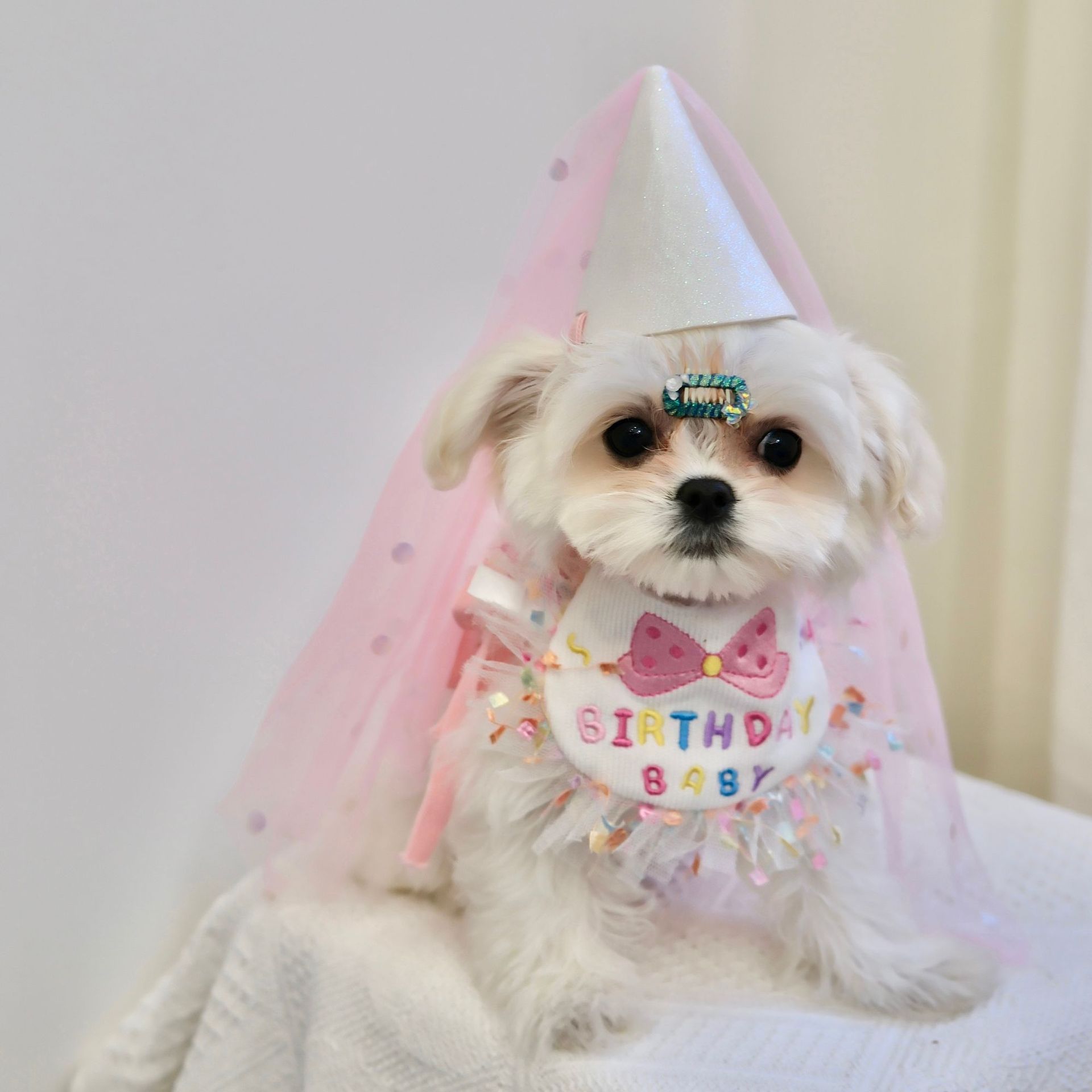 宠物猫咪狗狗派对生日帽围兜小狗口水兜口水巾比熊犬小猫帽子饰品,淘宝优惠券,粉丝福利购,淘宝优惠卷