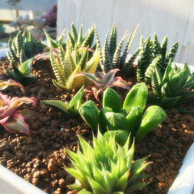 硬叶十二卷属多肉植物室内外庭院组合盆栽防辐射肉肉绿植大棚包邮 虎窝淘