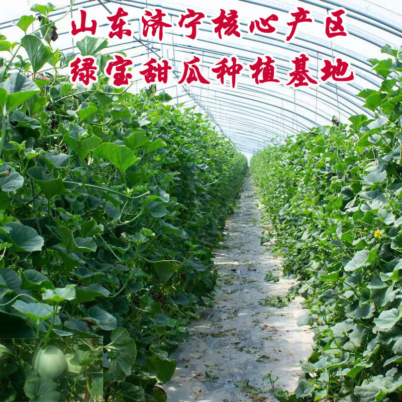 山东头茬绿宝石甜瓜孕妇当季新鲜水果香瓜蜜瓜脆瓜整箱3斤5斤包邮 - 图3