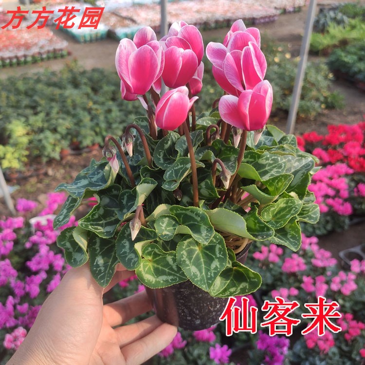 室内 鲜花 花卉 盆景 植物原生仙客来盆栽带花 四季开花绿植鲜花 - 图0