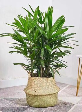 棕竹盆栽金山棕室内植大型绿植花卉盆栽观叶植物四季常青净化空气