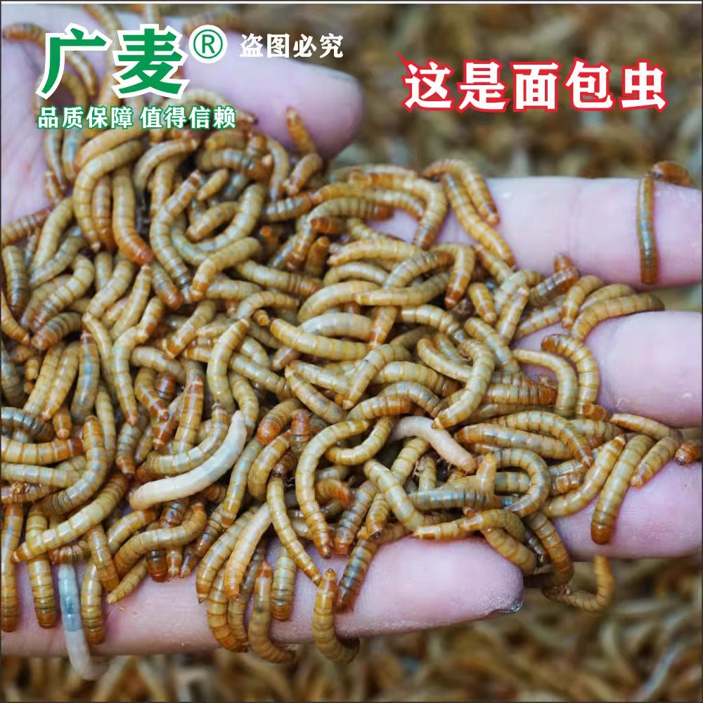 大麦虫活虫面包虫黄粉虫金龙鱼乌龟饲料八哥画眉鸟食活体虫子包邮-图2