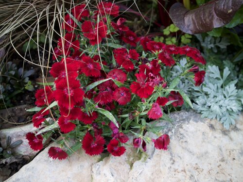 鲁庭院小花匠*矮生红石竹*耐寒多年生*花期长花量大*组盆素材 - 图1