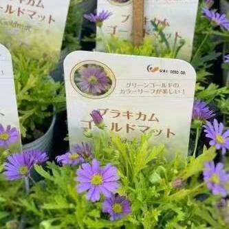 Lu Courtyard Little Gardener*Golden Leaves Chrysanthemum Golden Carpet Semi-cold-resistant perennial*Large amount of flowers can be potted