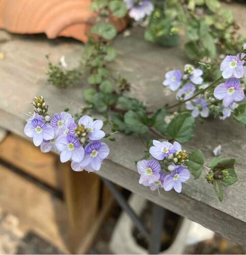 鲁庭院小花匠*平卧婆婆纳“沃特佩里蓝”耐寒多年生*寄植组盆匍匐 - 图3