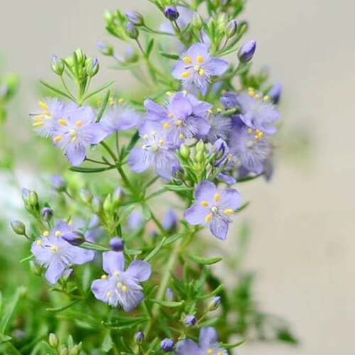 浙庭院小花匠*地肤“蓝哈密瓜”*耐寒多年生*耐热芳香*花期长 - 图0