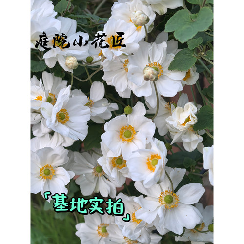鲁庭院小花匠*银莲花“奥诺季伯特”耐寒多年生*低维护宿根耐阴 - 图0