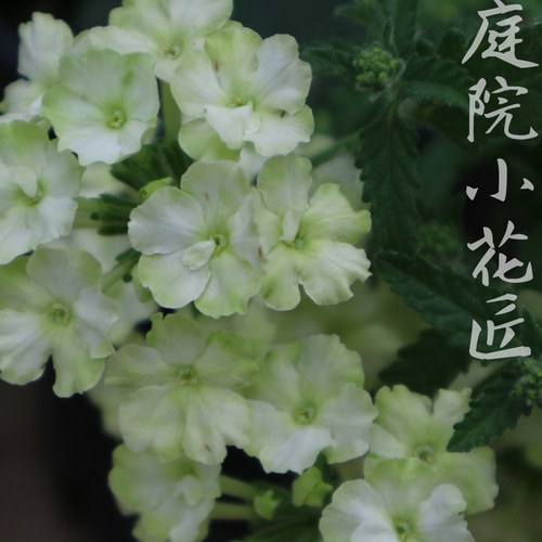 鲁庭院小花匠*多品种美女樱*穴盘苗*半耐寒多年生*花期长部分芳香 - 图3