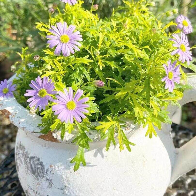 Lu Courtyard Little Gardener*Golden Leaves Chrysanthemum Golden Carpet Semi-cold-resistant perennial*Large amount of flowers can be potted