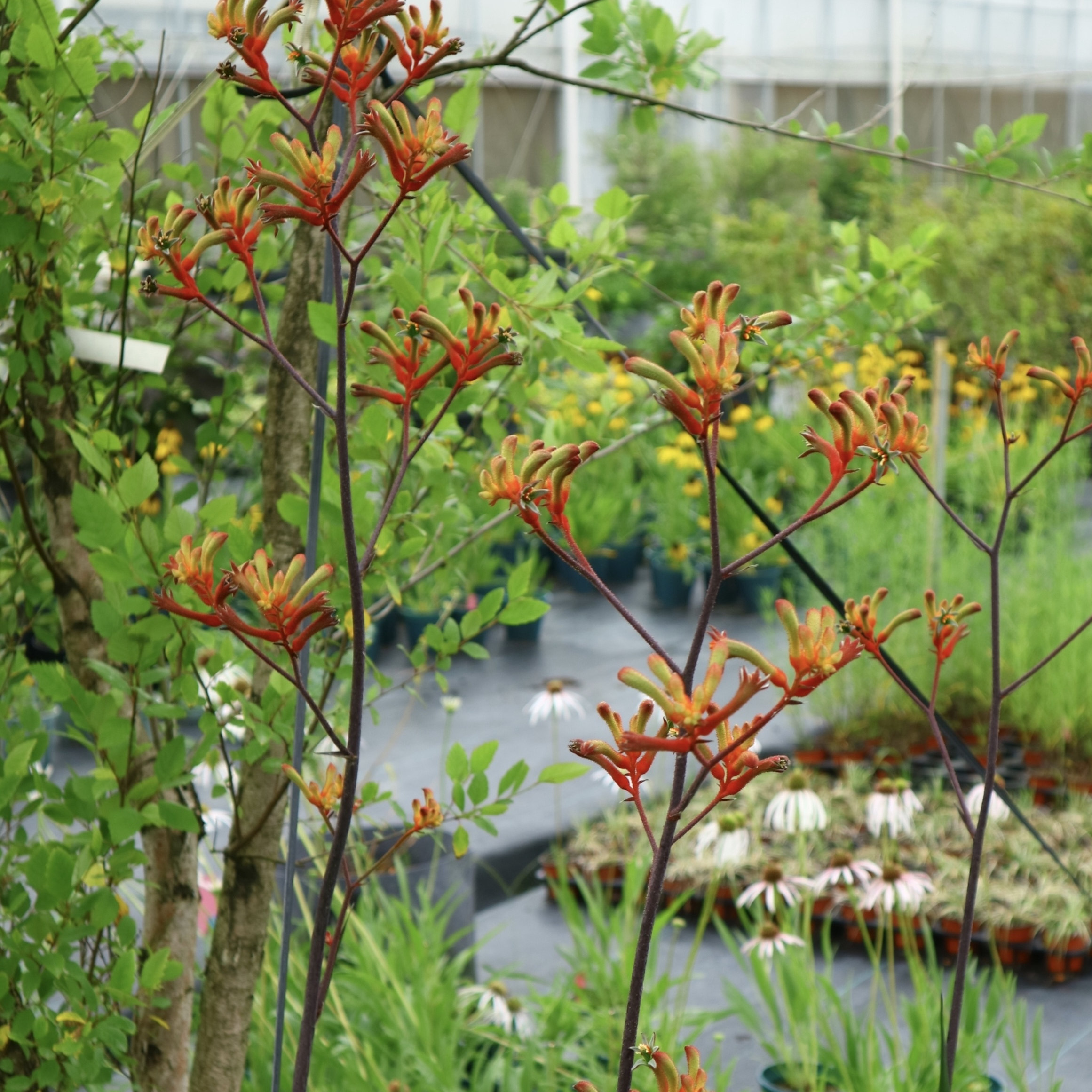 浙庭院小花匠*高杆袋鼠爪花*半耐寒多年生*新品表现优秀*线条植物 - 图2