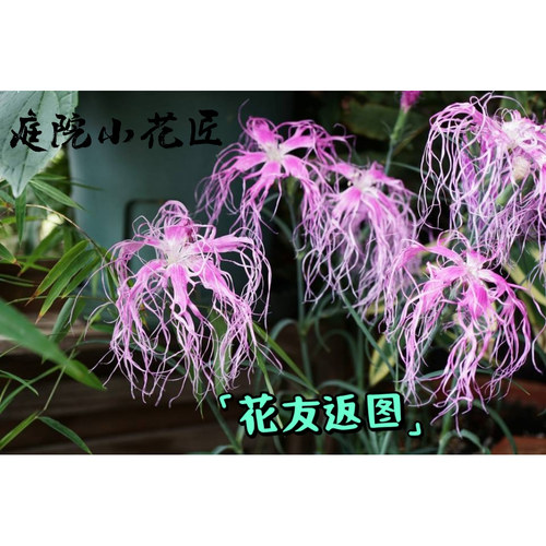 鲁庭院小花匠*伊势抚子“雪舞/桃园”耐寒多年生*瞿麦杂交石竹 - 图1