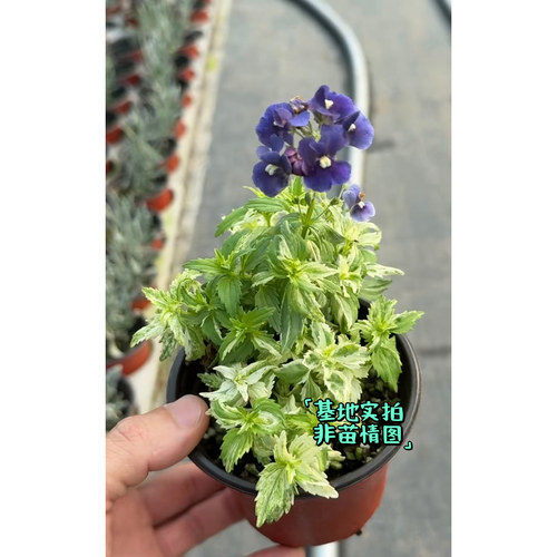 鲁庭院小花匠*多品种龙面花*半耐寒多年生*芳香*花量大花期长组盆 - 图2