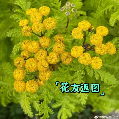 鲁庭院小花匠*金叶羽叶菊蒿“金羊毛”耐寒多年生*彩叶观叶宿根 - 图1