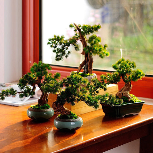 迎客松小盆景植物客厅仿真松树盆栽餐桌花艺摆件茶几摆设装饰花盆 - 图0