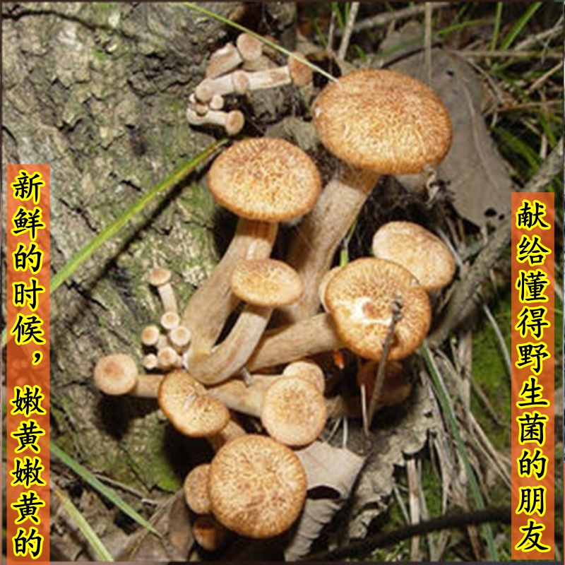野外生茶树菇青冈2020干货非四川青杠河南西峡礼盒特产250g树秋菌高清大图