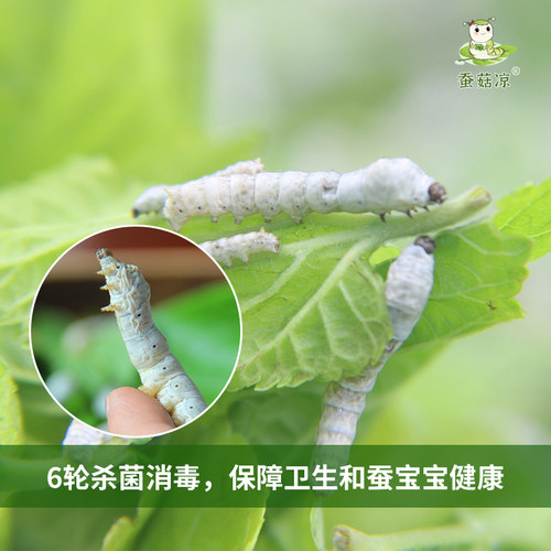 蚕宝宝学生养蚕套装幼蚕活体蚕卵孵化小学春季科学课观察结茧彩色 - 图3