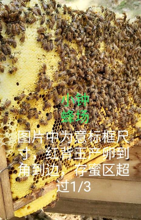 中蜂王纯种双色王阿坝王双色红背王四色王优质新产王-图2