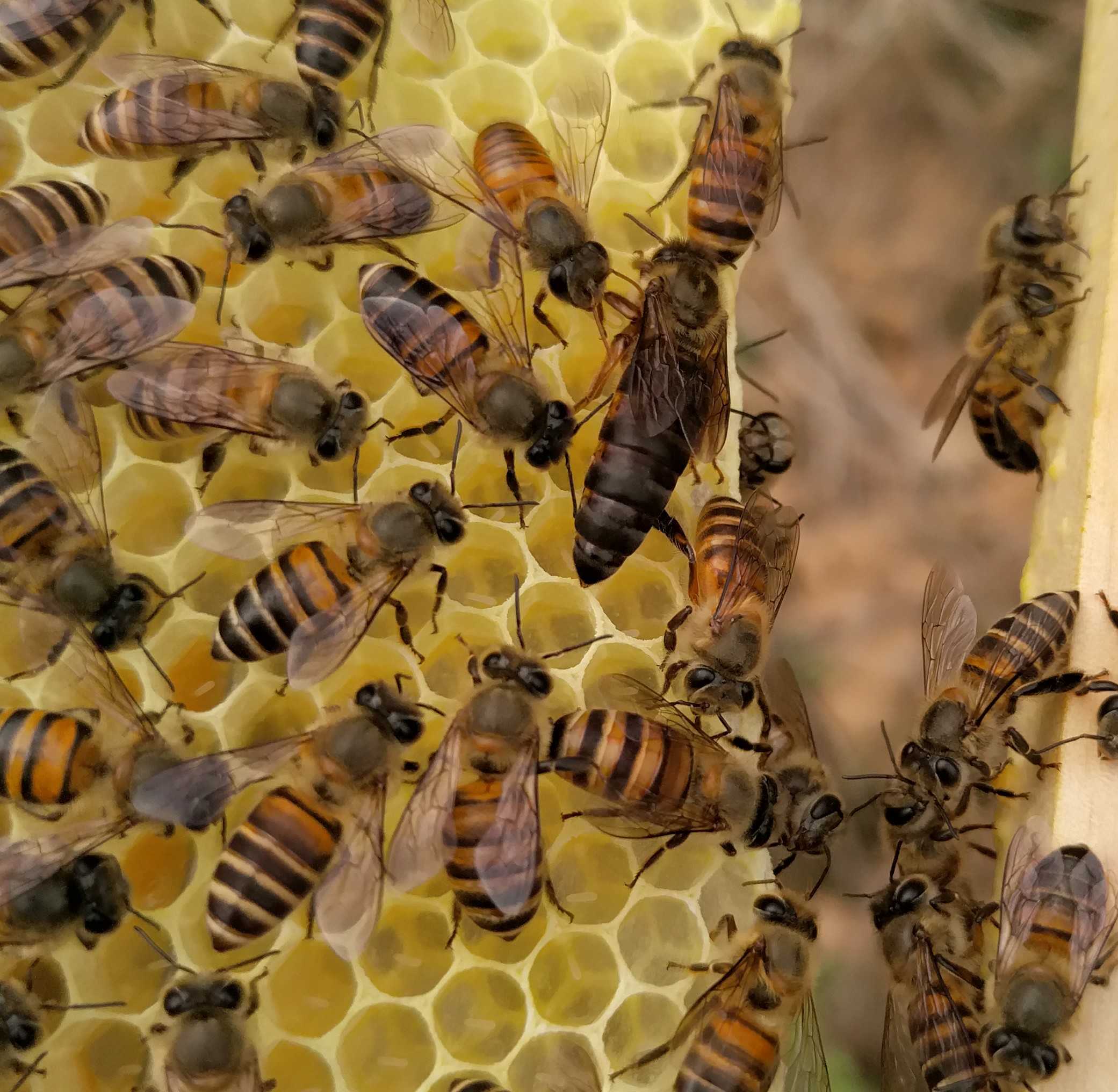 蜂王 高产中蜂王 蜜蜂王 土蜂王 阿坝王  优质新产中蜂产卵王 - 图1