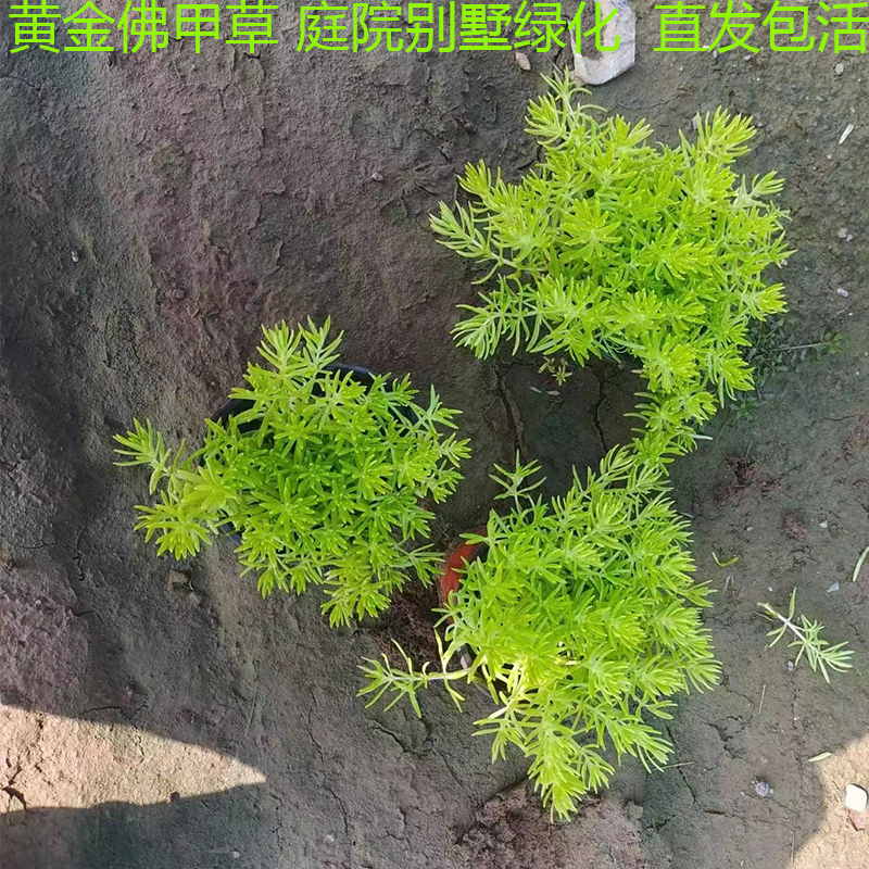 黄金佛甲草中华景天过路黄草皮楼顶四季常绿耐热庭院耐寒绿化植物 - 图1