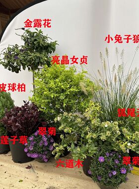 花镜植物组合搭配定制阳台庭院别墅造景铺面盆栽室外耐寒地被花镜