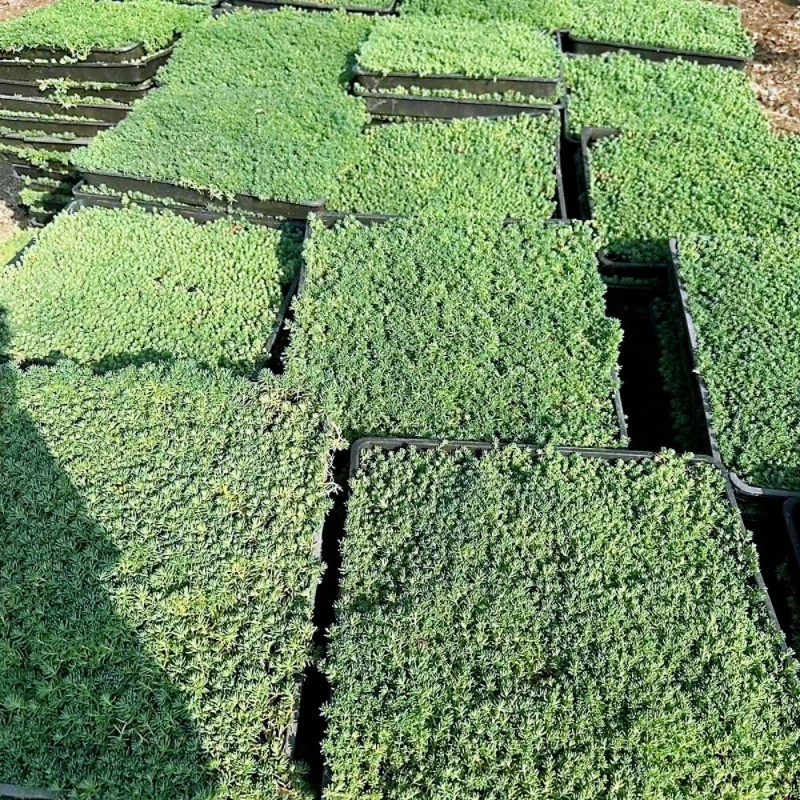 中华景天薄雪万年草四季常青耐寒耐旱多肉植物花镜地铺屋顶绿化苗,淘宝优惠券,粉丝福利购,淘宝优惠卷
