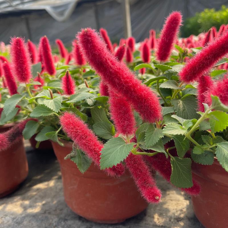 红缨吊兰盆栽岁岁红苗狗尾红穗垂吊四季开花卉红尾铁苋樱阳台常青 - 图0