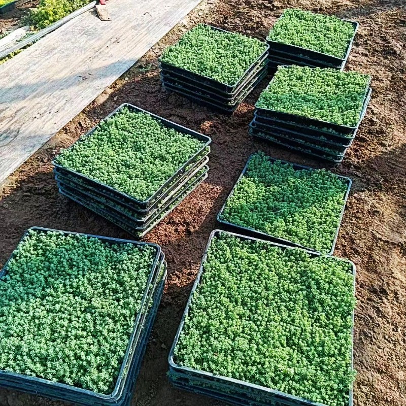 中华景天薄雪万年草四季常青耐寒耐旱多肉植物花镜地铺屋顶绿化苗,淘宝优惠券,粉丝福利购,淘宝优惠卷