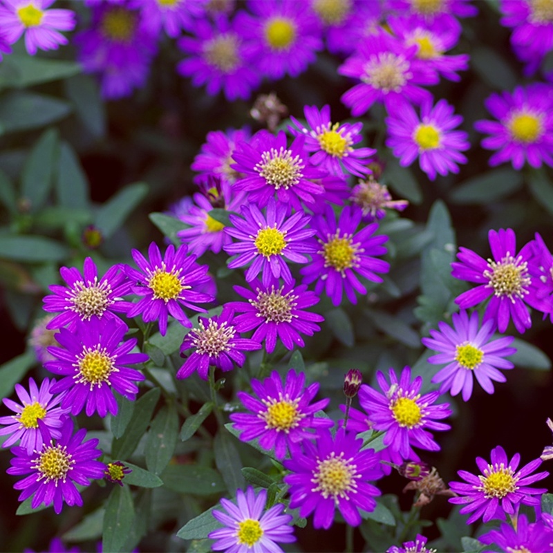 日本东洋野甘菊“日落”盆苗  特别耐寒耐热易养【鲁虹花卉】 - 图0