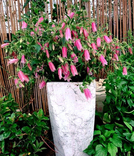 耐寒宿根 风铃草 花苗 紫斑卢布 红衣 萨拉斯托 【鲁虹园艺】 - 图2