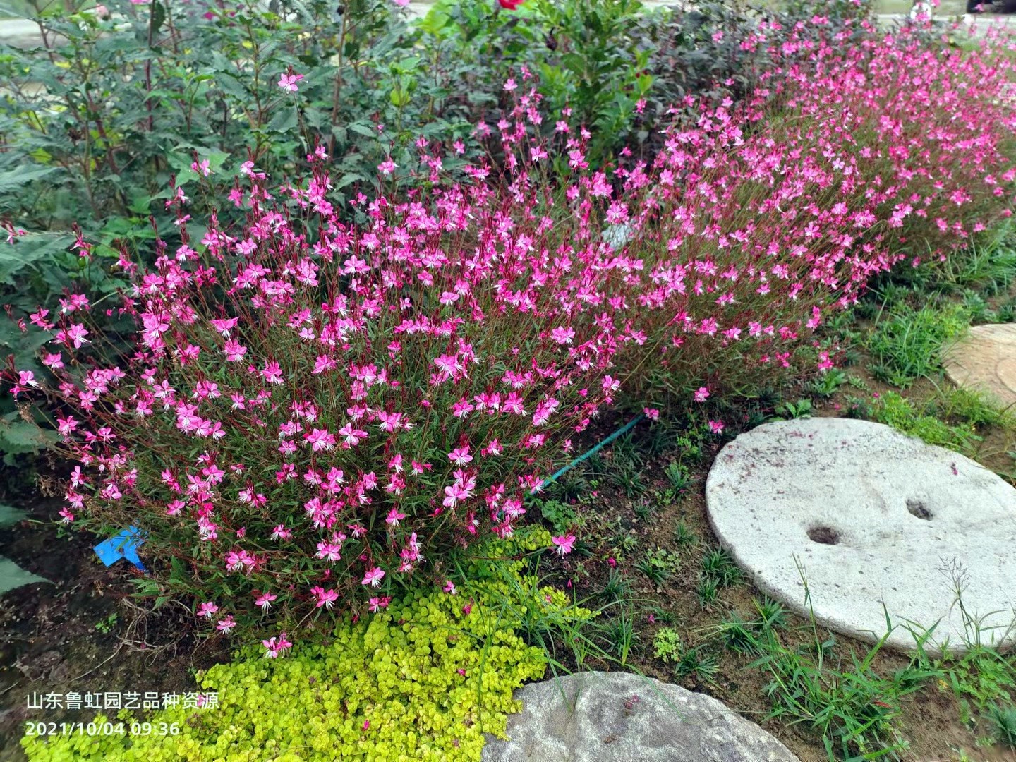 山桃草花苗直立铜叶桃红羞羞闪烁耐寒耐热宿根【鲁虹园艺】-图1