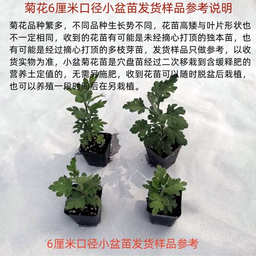天门飞流  紫霄  紫岫 等 天门系列大菊花苗G1组【鲁虹园艺】 - 图3