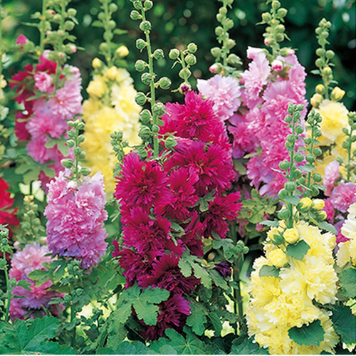 大花重瓣蜀葵花苗 切花查特系列各色盆苗 【鲁虹花卉】 - 图1