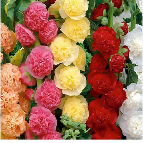 大花重瓣蜀葵花苗 切花查特系列各色盆苗 【鲁虹花卉】 - 图0
