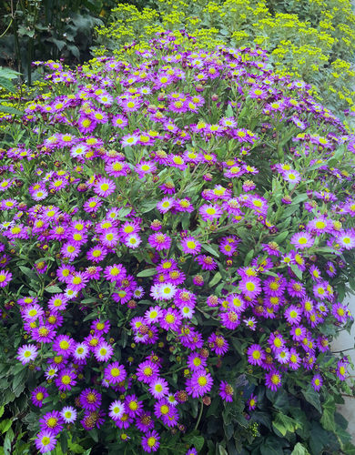 野甘菊“望都菊”盆苗  清新易养 耐寒耐热宿根花卉 【鲁虹花卉】 - 图2