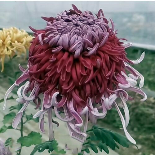天门飞流  紫霄  紫岫 等 天门系列大菊花苗G1组【鲁虹园艺】 - 图2