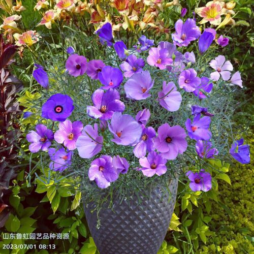 高沙芙蓉葵  澳洲纸质芙蓉  高雅清新  耐热耐寒灌木【鲁虹花卉】 - 图1