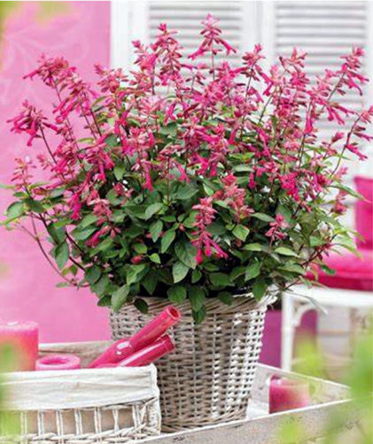 超级长穗愿望鼠尾草花苗  多年生耐热开花机器【鲁虹园艺】 - 图2