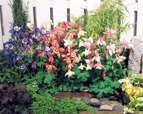 耧斗菜花苗 重瓣小柑橘  巴洛  折纸系列  耐寒宿根【鲁虹花卉】 - 图1