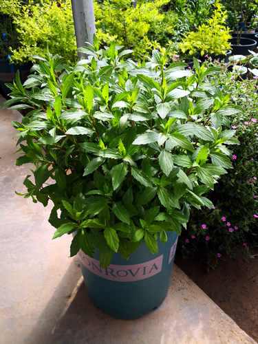 野甘菊“望都菊”盆苗  清新易养 耐寒耐热宿根花卉 【鲁虹花卉】 - 图3