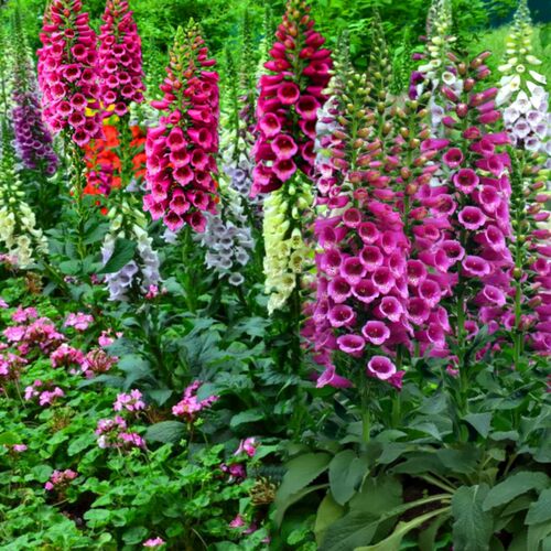 毛地黄花苗  斑点狗   宫殿   多蒂系列各色  多年生【鲁虹花卉】 - 图0