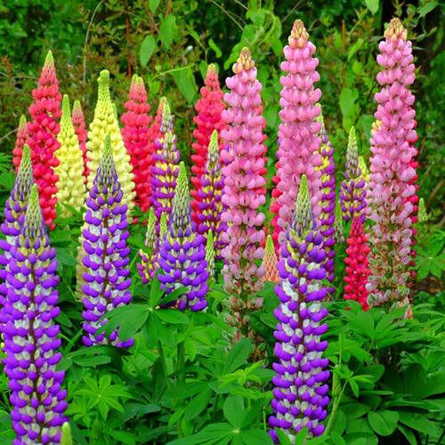 羽扇豆(鲁冰花)盆苗   画廊  鲁冰妮系列 各色花苗【鲁虹花卉】 - 图2