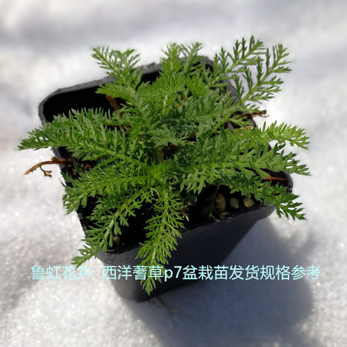 西洋蓍草盛芳 珍珠蓍白乒乓盆栽种苗 多年生耐寒耐热【鲁红园艺】 - 图3