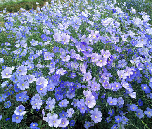 蓝亚麻蓝礼服 多年生耐寒宿根花卉  一年多次开花【鲁虹花卉】 - 图0